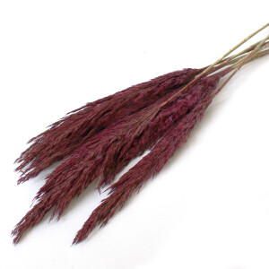 Plume reed long Kyan purple, 65-75cm